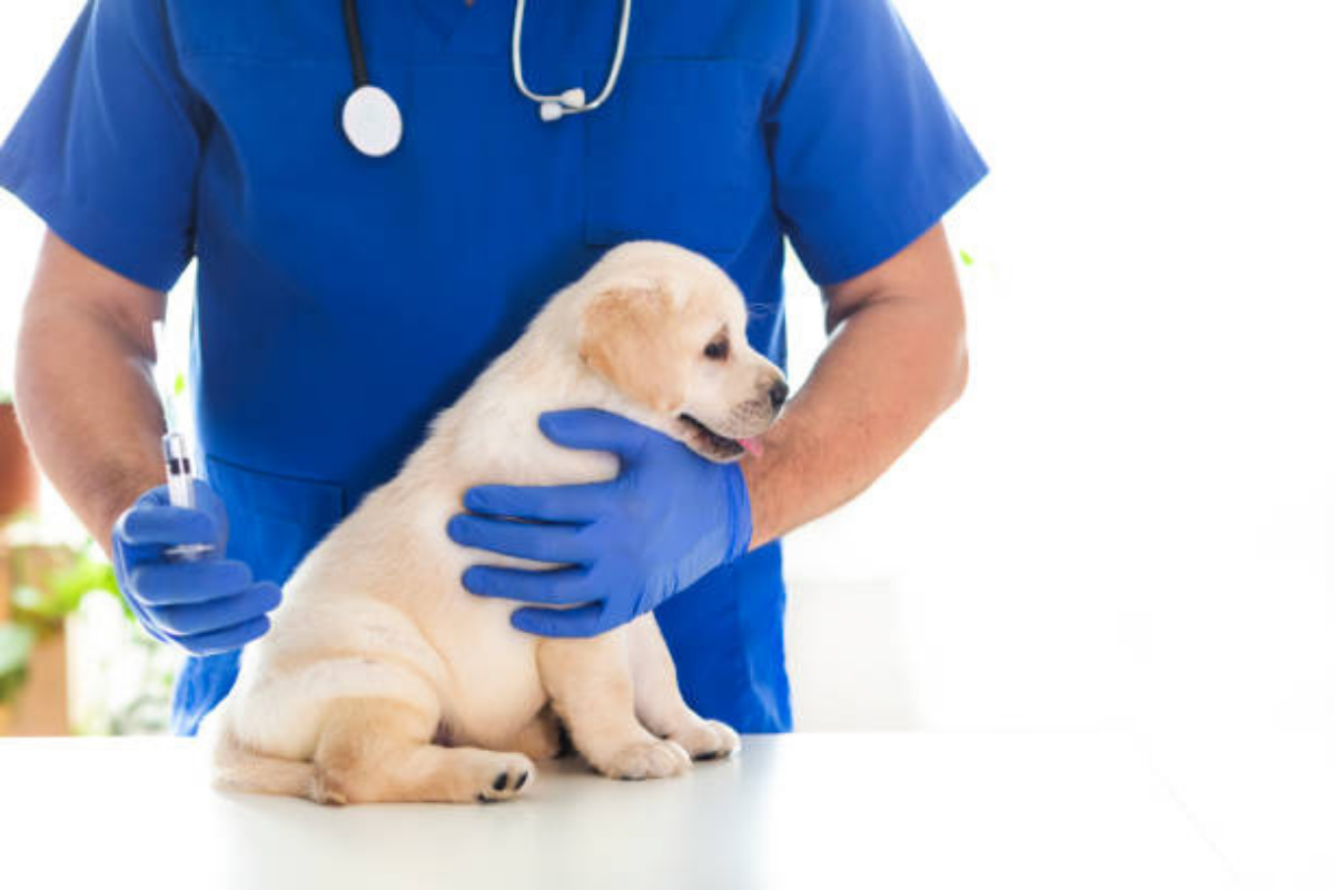 puppy vaccination